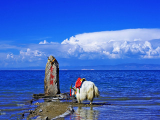 Qinghai     Lake