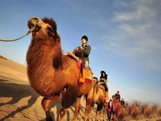 Camel ride experience in the sand dune